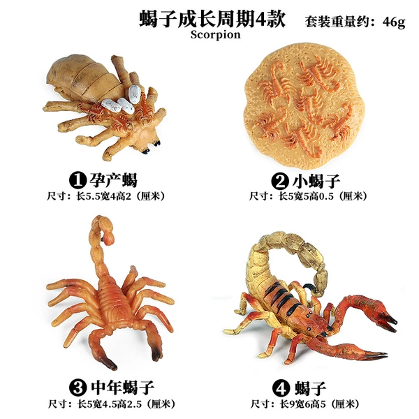 2449 Scorpion growth cycle [4 sets]