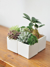 ԼپGֲ bƷ[Сͷֲ辰art007