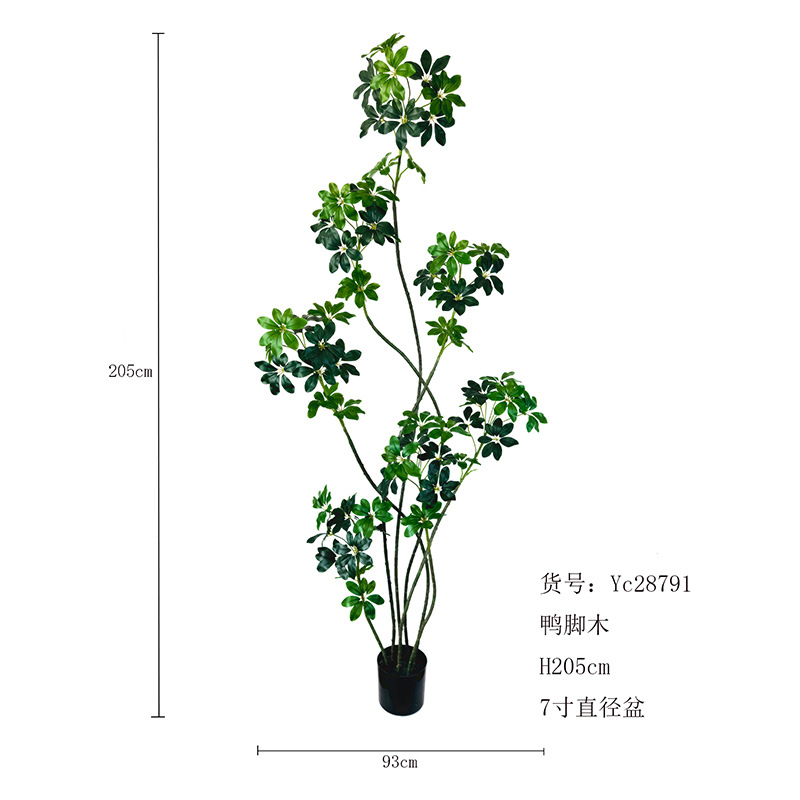 Planta en maceta de siete patas de pato 205cm