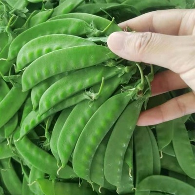Peas Yunnan fresh Farm Vegetables Flakes Beans Hyacinth bean Beans Now pick Now send pregnant woman Vegetables