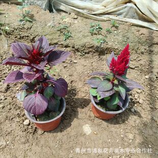 ���ع����t�~һ֧�P �u�ڻ����l �r��ݻ��G�~һ֧�P�u�ڻ�