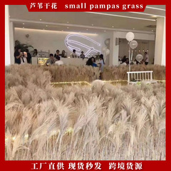 天然の葦の乾いた花の卸売りの仏塵の葦の花束の家庭の装飾のパンパスの草の乾いた花のピンクの葦の花