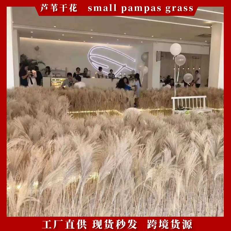 Натуральный тростник сушеные цветы оптом пыль тростник букет домашнего украшения Пампас трава сушеные цветы розовые тростниковые цветы