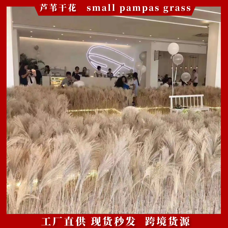 Natural Reed Dried Flower Wholesale Buddha Dust Reed Flower bouquet home decoration pampas grass dried flower pink reed flower