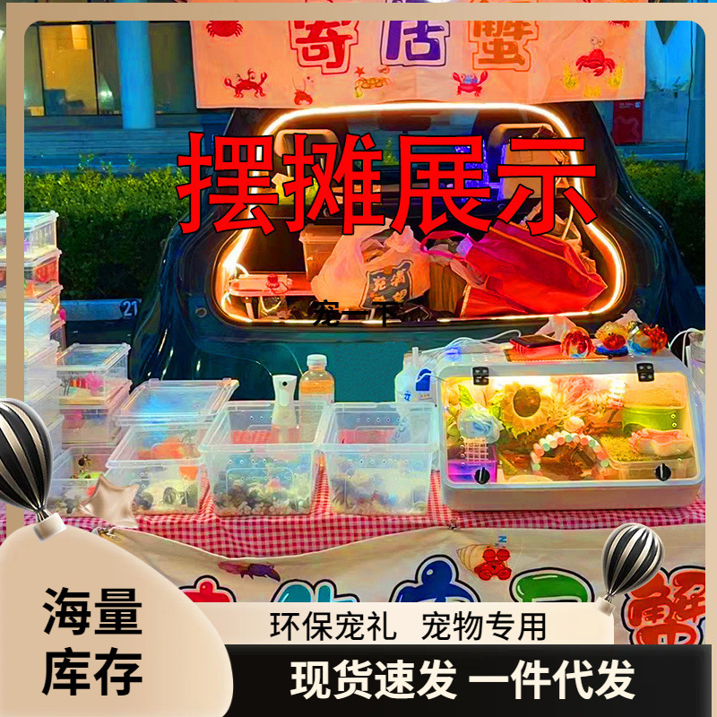 陆生寄居蟹观赏蟹入门宠物蟹新手活物蟹紫陆灰白深紫观赏蟹懒人