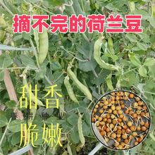 ¿pmNӲ㶹Nļ˷Nȫ߮amN