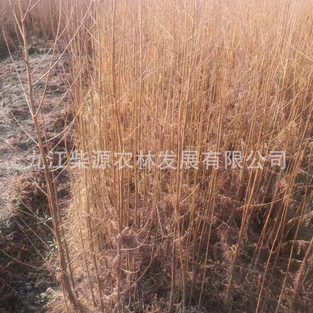 [Полные характеристики] Саженцы водной пихты, Водная пихта 2cm Семена водной пихты 3cm Водная пихта