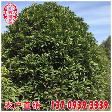 八月桂樹 八月桂樹批發 促銷價格 產地貨源 阿里巴巴