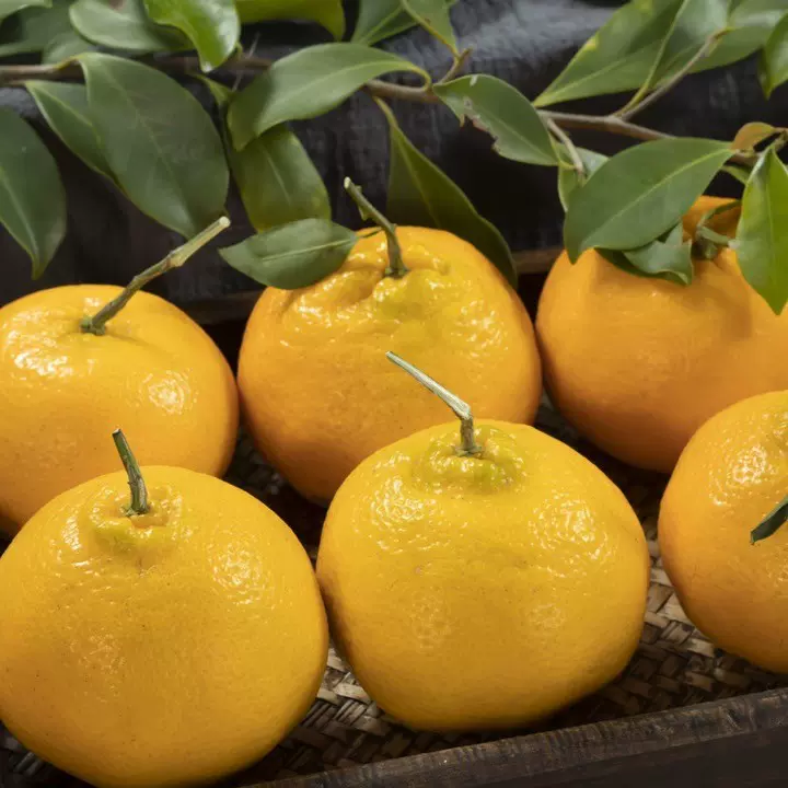 四川春见耙耙柑粑粑柑杷杷柑正宗水果新鲜整箱当季丑橘包邮酸甜