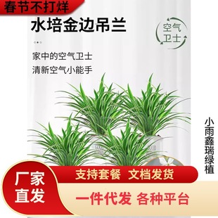 һ�����l��߅���m�����҃�ֲ�ﻨ���·����Ã����՚�������ȩˮ��