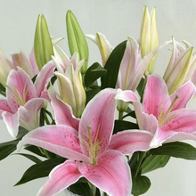 鲜花百合花束云南鲜切花基地直发香水粉红黄白插花单多头花苞