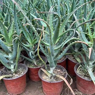 ��צ���J�C �ձ��J�Cș���J�C�~Ƭ ľ���J�C���r��ժ����ֱ�N����