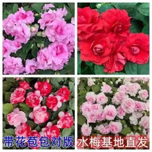 非洲重瓣凤仙花盆栽带花发货水梅花苗四季开花易爆盆阳台客厅耐热