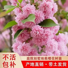 ձϱͥԺNֲG̴L仨ֲ