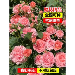 Coral Jelly Rose Potted Plant Blooms All Year Round, Woman Flower Seedling of Chenonceau Castle, Red Apple Garden Rose