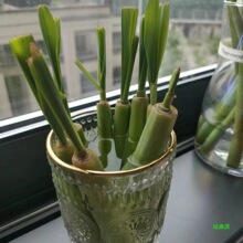 绿植盆栽香茅草香草包活水培植物驱蚊虫泰国懒人苗好养冬阴功柠檬