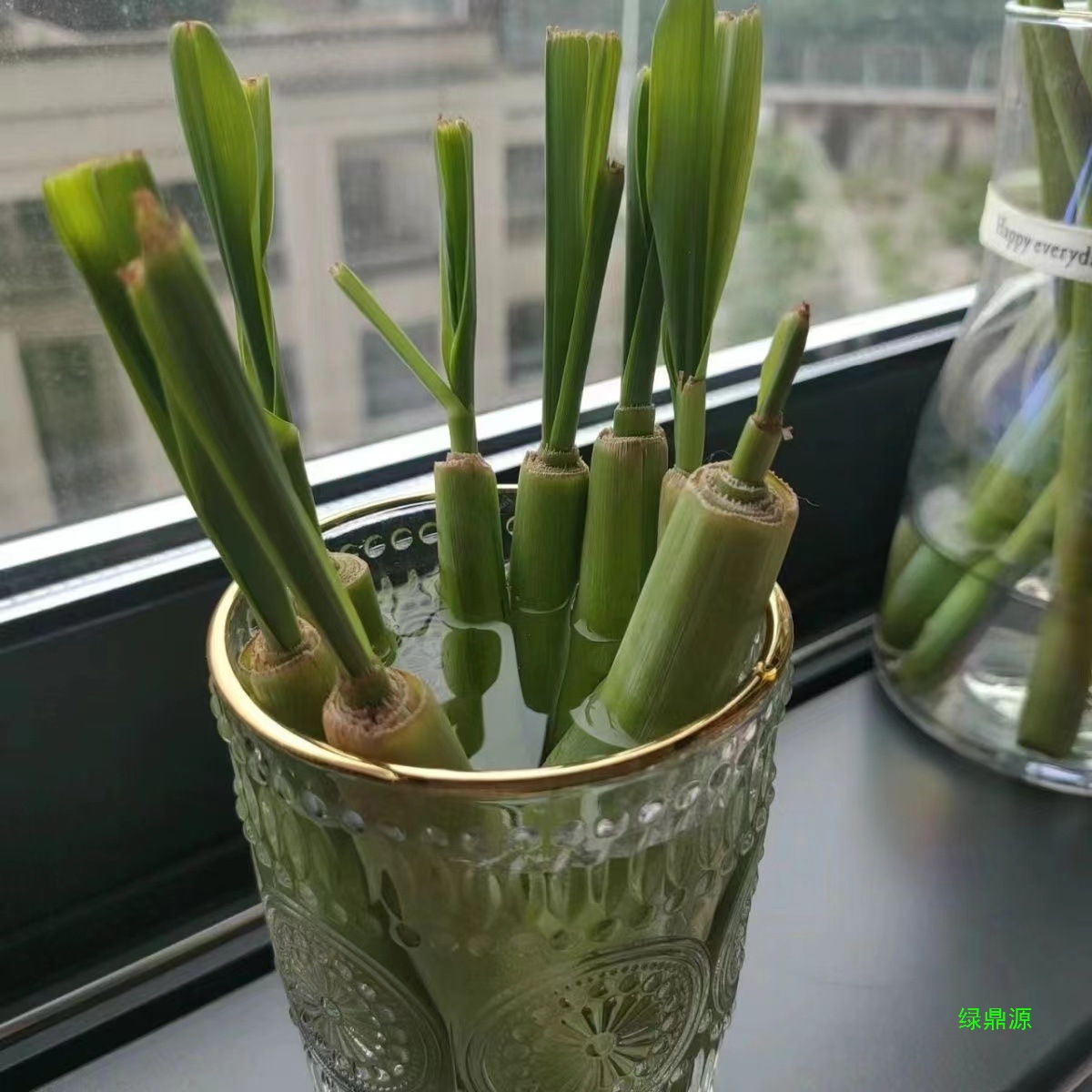 绿植盆栽香茅草香草包活水培植物驱蚊虫泰国懒人苗好养冬阴功柠檬