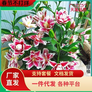 һ�����l��ˮ�ٺϷN���ذ�������ļ��_�����ܷN���M�ڰٺϻ��N��