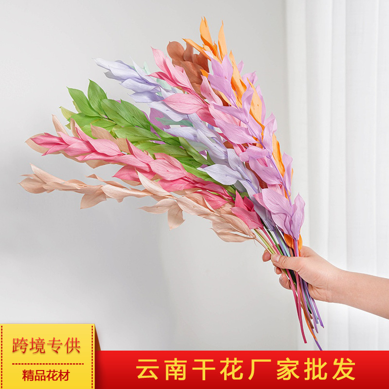 永生花桔叶绿色红色叶子保鲜花03172进口VERDISSIMO插瓶花装饰