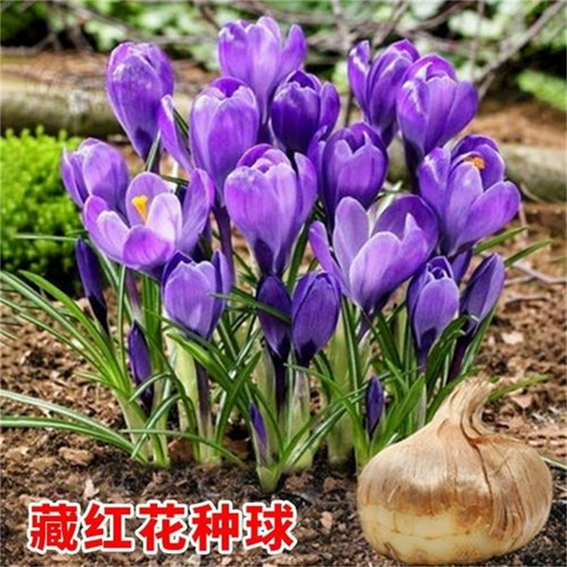 Лекарственный шафран Большой семенной шарик семян сафрана шафран завод осень и зима выносливые горшечные цветок
