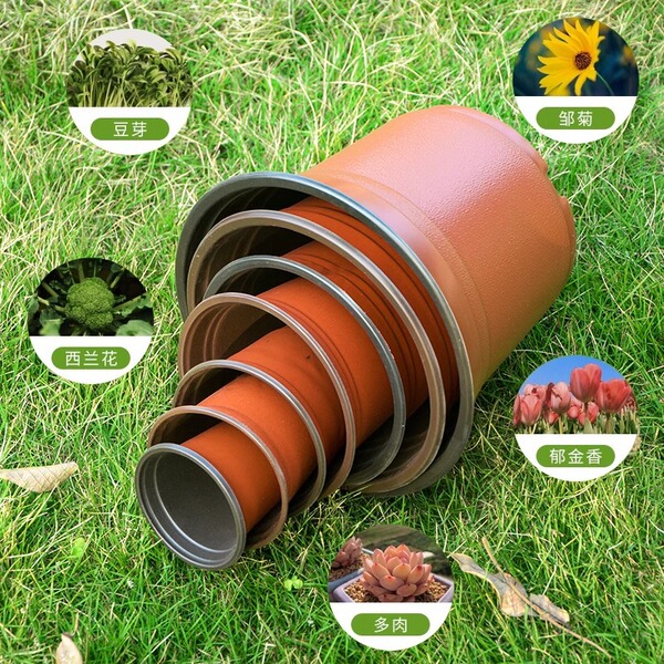 Cultivate the seedlings of seedling pots of two -color flower pot…
