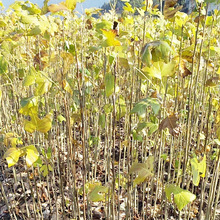 造林绿化苗木鹅掌楸苗 基地批发杂交马褂木树苗 规格齐全绿化苗木