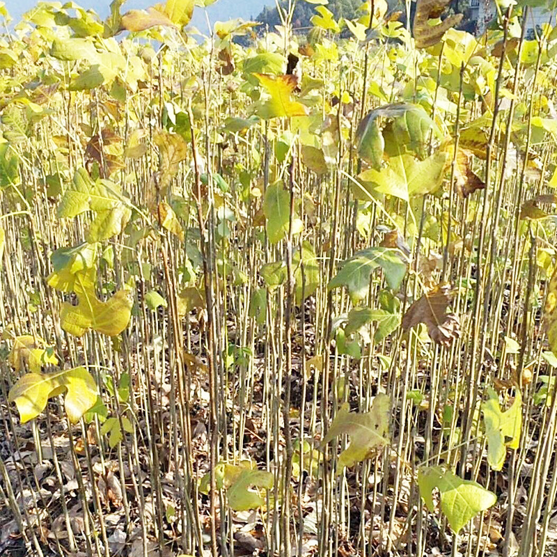 造林绿化苗木鹅掌楸苗 基地批发杂交马褂木树苗 规格齐全绿化苗木