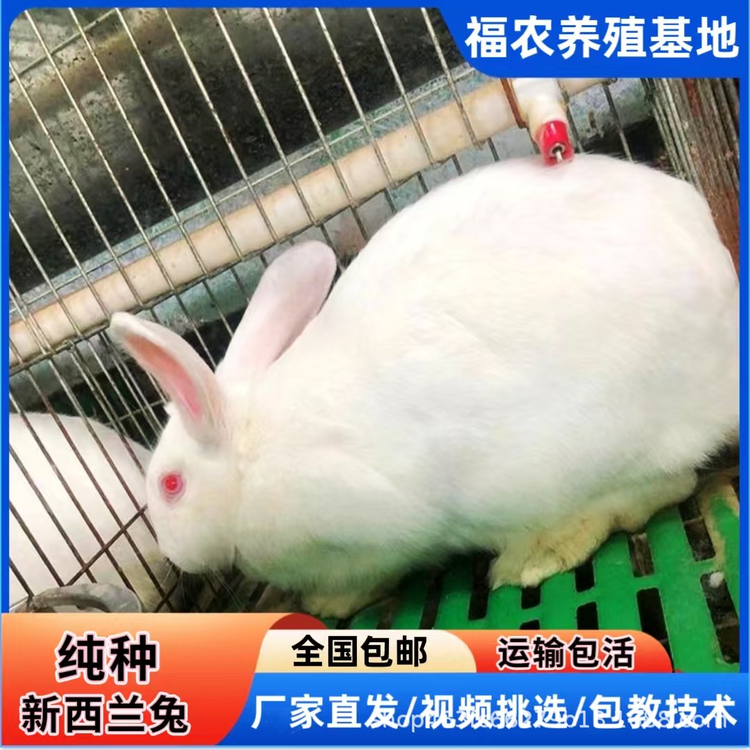 大型肉兔品种新西兰种兔山东肉兔养殖场幼兔青年兔活物好饲养包活