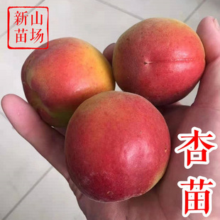 ���Ә��硿�S�@�t���ӄP���Ӽ޽�ζܰ��ʺ�̫���÷������������