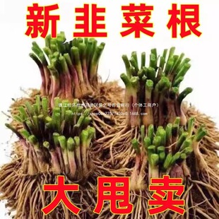 �@ˇ�˸��r���Nֲ�ͺ������߲���²˸���������С�~���~�N���ʳ