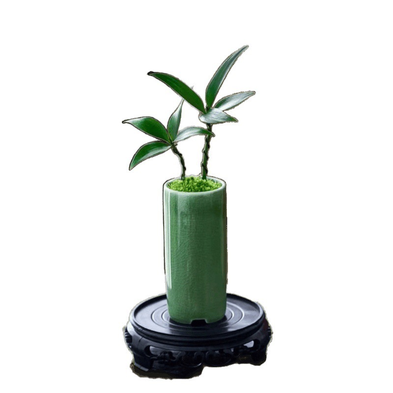 ミニ竹とモミの盆栽、小さな鉢植えの蚊よけ植物、屋内花、オフィスのデスクトップ、オールシーズン緑の植物を育てやすい|undefined
