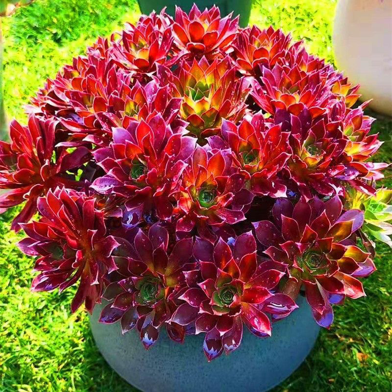 피닉스 마스터는 약 10명입니다.