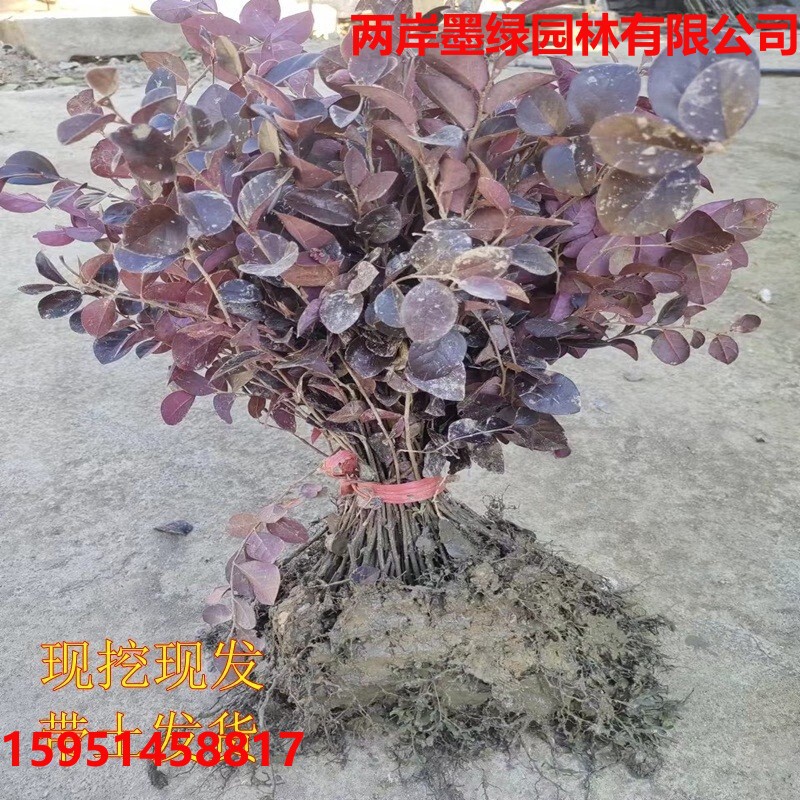 红花继木红叶石楠毛杜鹃树苗园林别墅庭院绿化绿篱小苗球形 红继