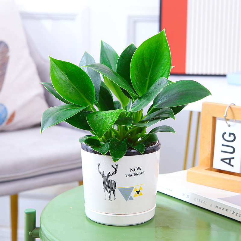 25cm 금다이아몬드 3개 + 엘크 도자기 대야 + 영양액✓