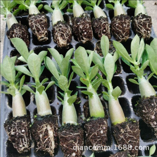 ɳĮõ��һ����������⻨�ܾGֲͥԺ�̨���B�҃����^��ֲ������