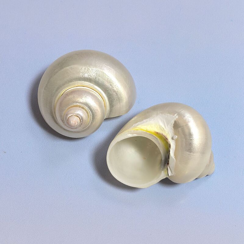 ヤドカリの殻巻き魚交換専用殻天然巻貝繁殖水槽造園水族館装飾セット|undefined