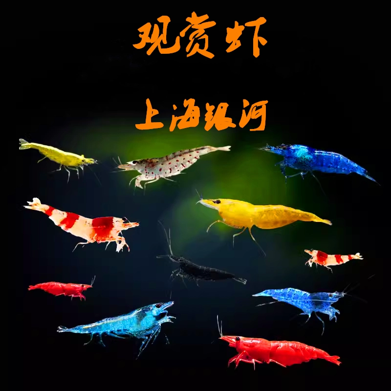 Декоративные креветки, креветки сакуры, огненные креветки, золотые креветки, хрустальные креветки, креветки с черной скорлупой, креветки-инструменты, креветки для чистки, креветки для удаления водорослей, живые креветки