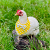 Cross border Amazon Pet chicken Scarf Wave Color matching Pets duck Jewelry Scarf bow decorate