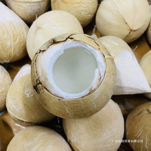 泰国进口奶香椰皇抛光新鲜椰子孕妇美容水果当季整箱矮种特级北京