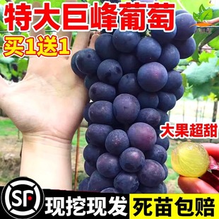 ���ј���ꖹ�õ�尫���ش�޽��ϱ����Nֲ�ͺ�����������ͥԺ�޷�