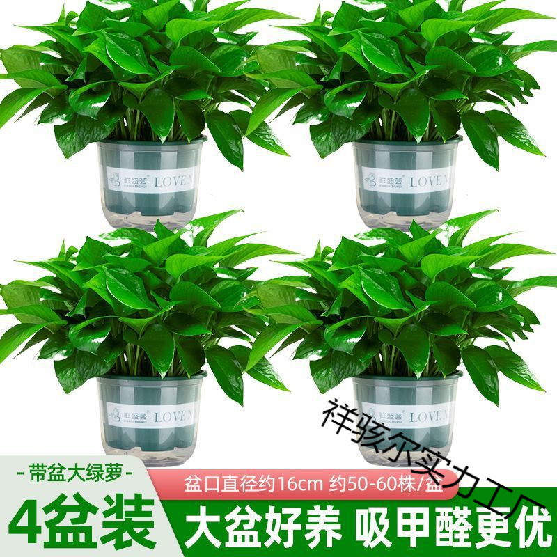 大叶绿萝盆栽室内客厅吸甲醛净化空气植物绿植花卉办公室绿箩批发