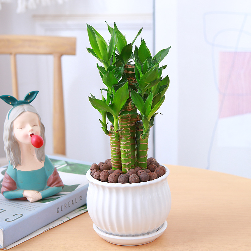 [인기 판매 토양 재배] 엄선된 연꽃 대나무(흰색 세로 무늬 세라믹 분지)에 영양 용액이 포함되어 있습니다.