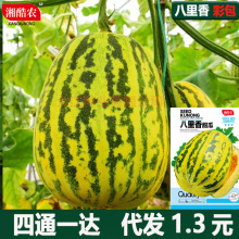 阳台八里香甜瓜种子高产早熟八里香香瓜种籽春夏四季盆栽庭院种植