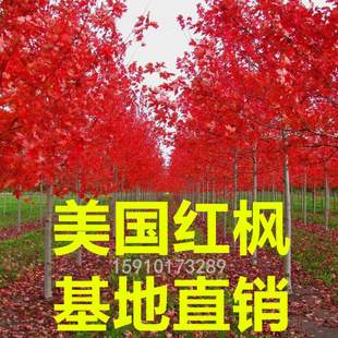 �����t�������N��5-30���������t���� ����� �t�c �t�� Ҏ���Rȫ