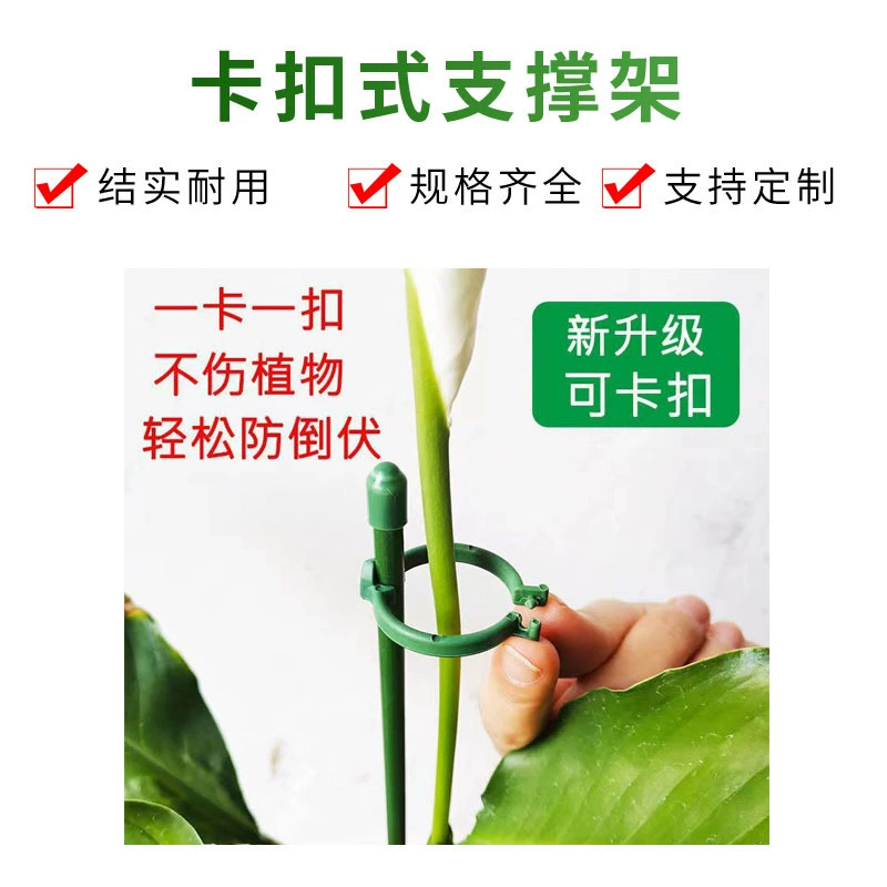 Орхидея фаленопсис кронштейн орхидеи