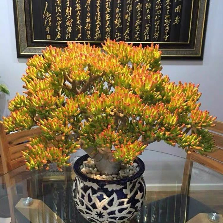 吸财树老桩多肉植物组合盆栽超大高档稀有招财纳福绿植玉树