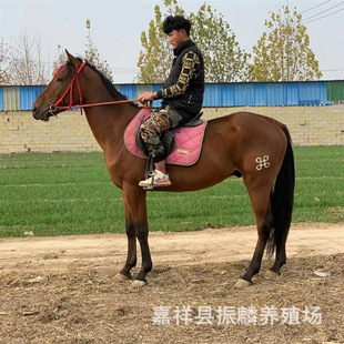 �Ĵ��Rƥ�Bֳ�ĕr���u�T���R�ľ��^�Rƥ�x��Ѫ�R�����Xһƥ