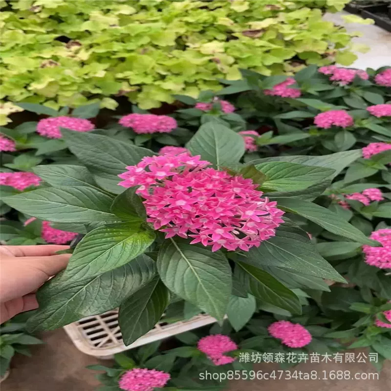 五星花时令耐寒繁星花 广场小区租摆草花 花园公园小区花卉批发