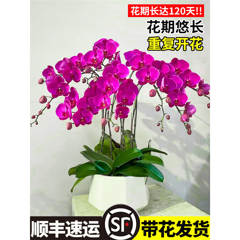 orquídea mariposa con brotes de flores planta en maceta sala de estar orquídea planta de interior flores en todas las estaciones buena para alimentar dendrobium orquídea planta verde image 3
