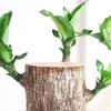 Brazilian Wooden Four Seasons Lucky Mu Gulurt Green Plant Potted Tree Tree Trees with Bud Indoor Hydroponic Plants